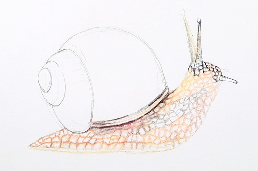 snail drawing 17