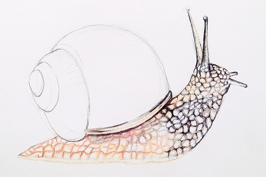 snail drawing 19