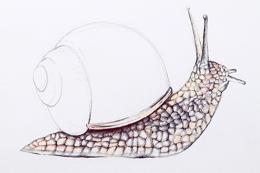 snail drawing 22