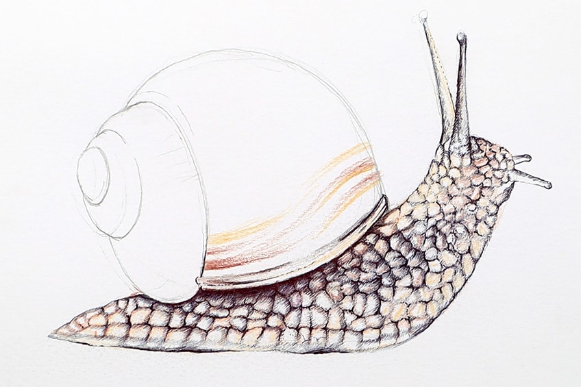 snail drawing 24