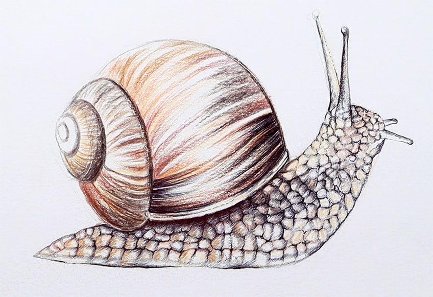 snail drawing 29