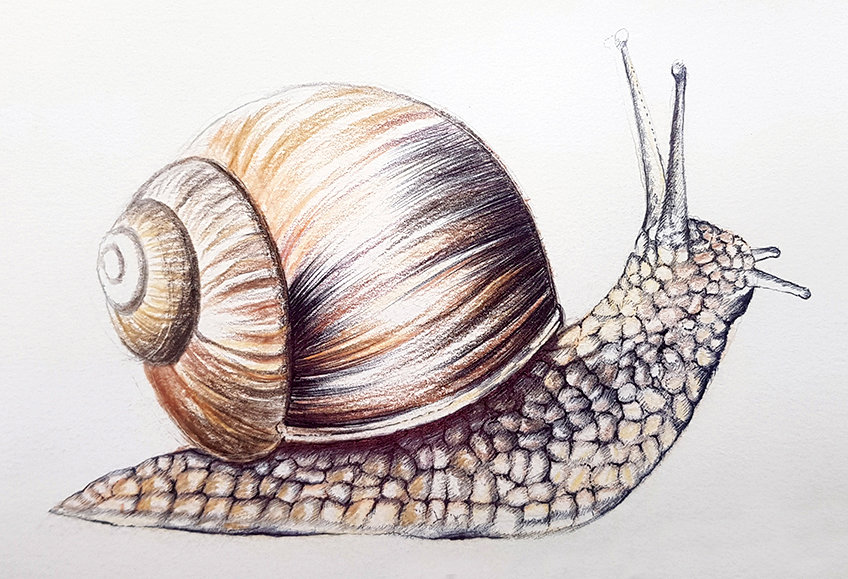snail drawing 31