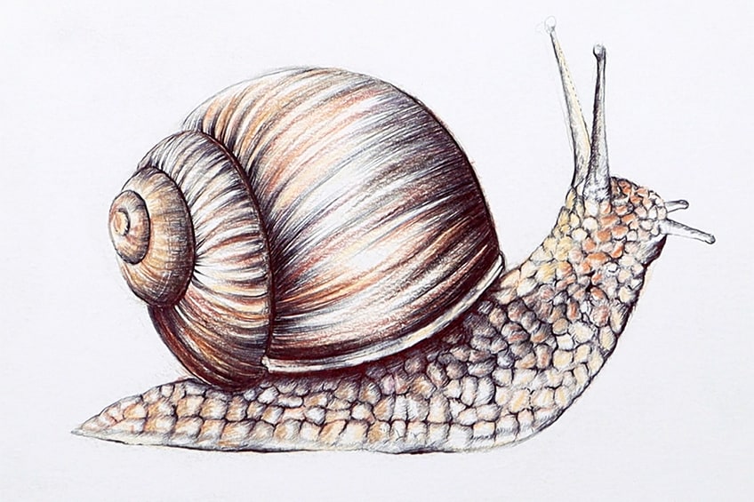 snail drawing