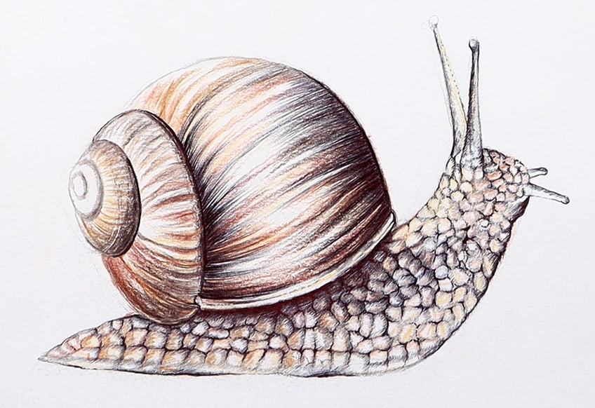 snail sketch