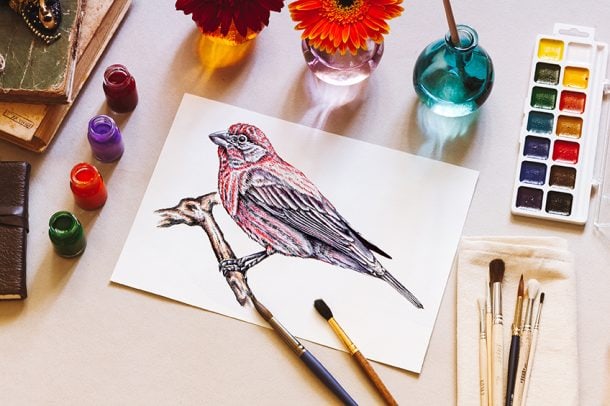 Bird Drawing - An Easy Guide for How to Draw Realistic Birds