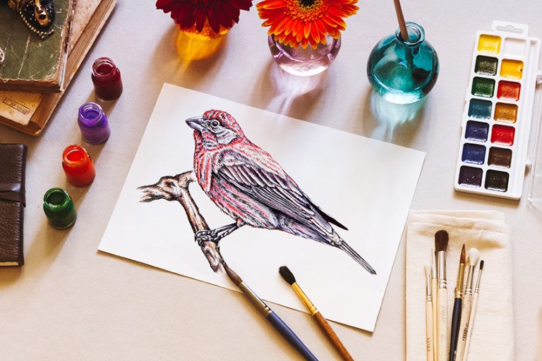 Bird Drawing – An Easy Guide for How to Draw Realistic Birds