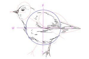 Bird Drawing - An Easy Guide for How to Draw Realistic Birds