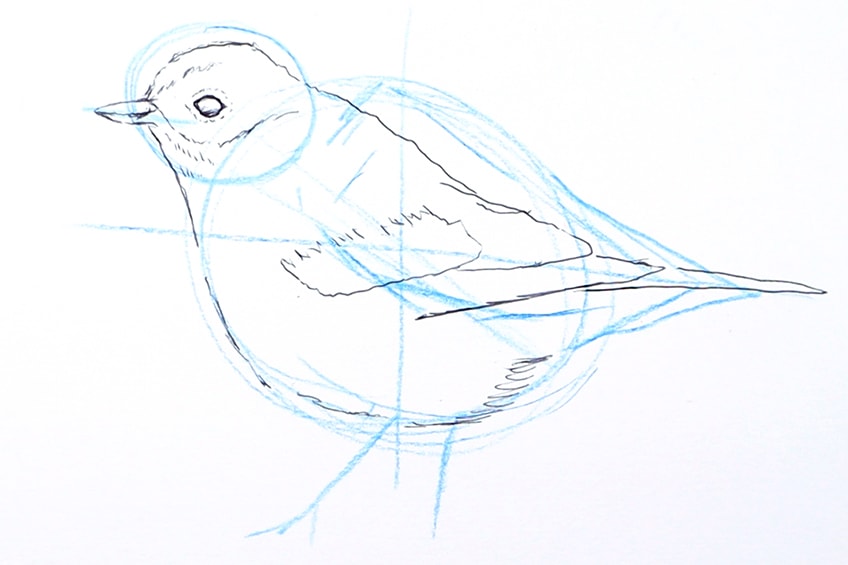 drawing birds 10