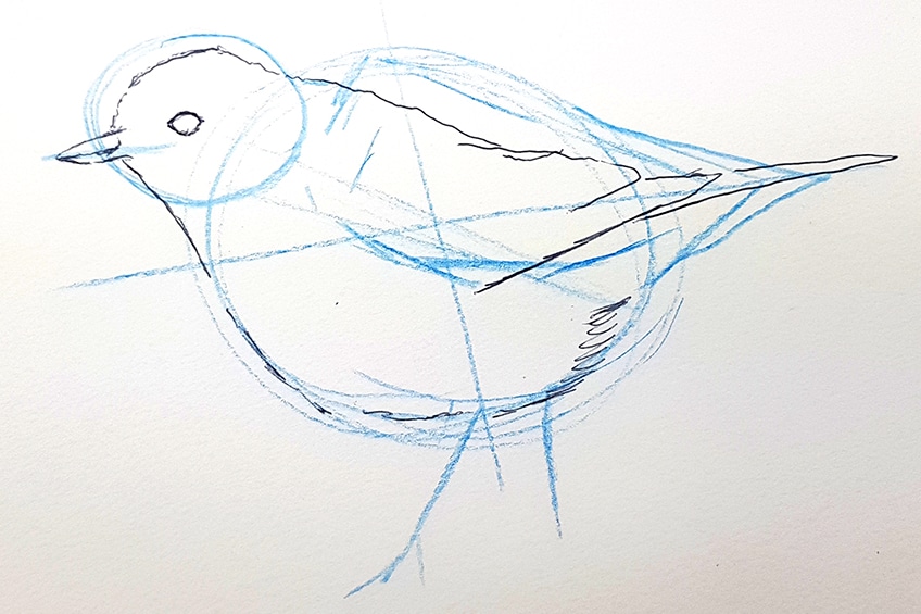 drawing birds 11