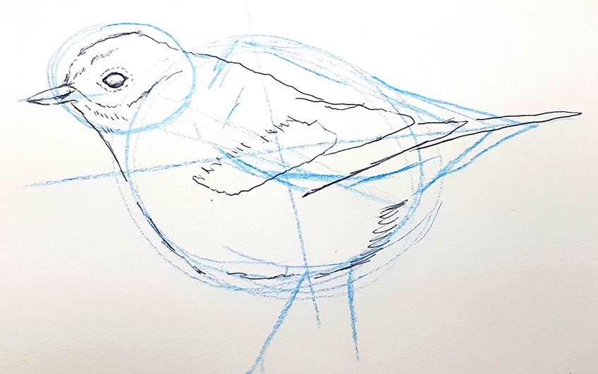 drawing birds 12