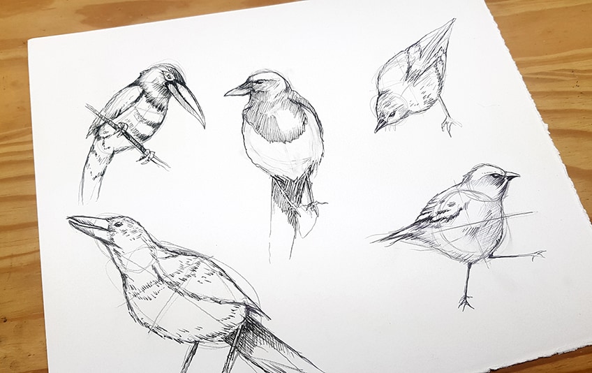drawing birds 15