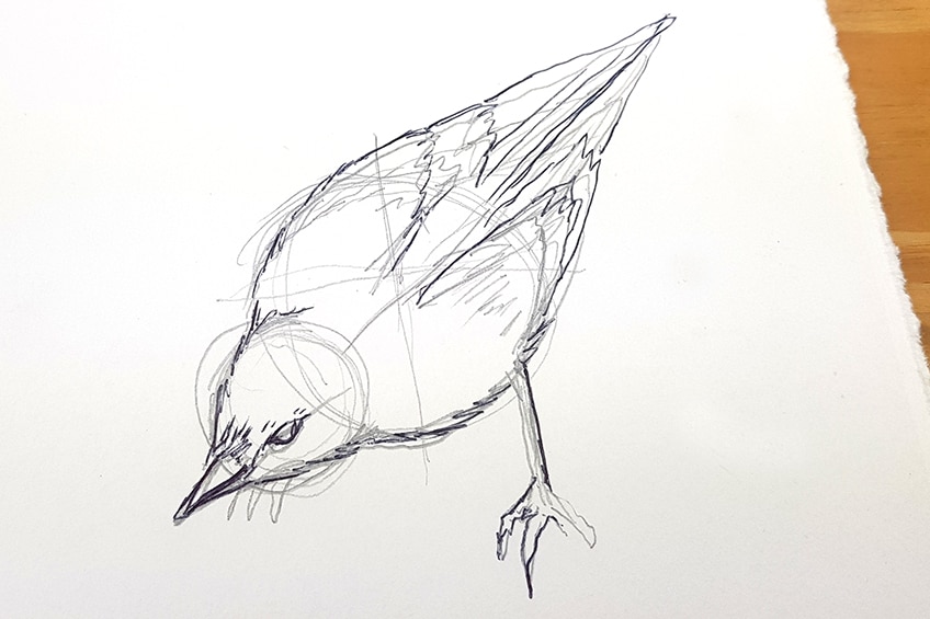 realistic drawings of birds