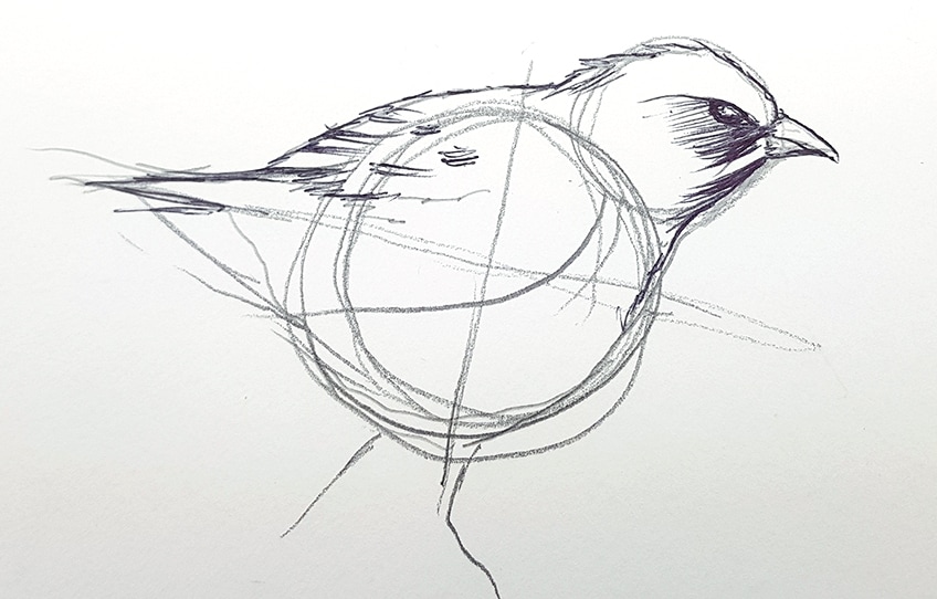 drawing birds 23
