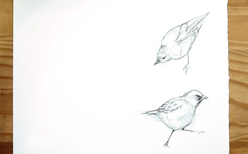 drawing birds 24