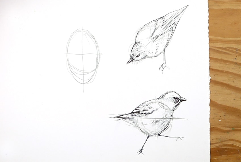 drawing birds 25