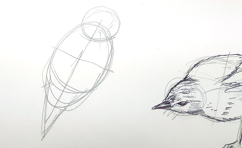 drawing birds 26