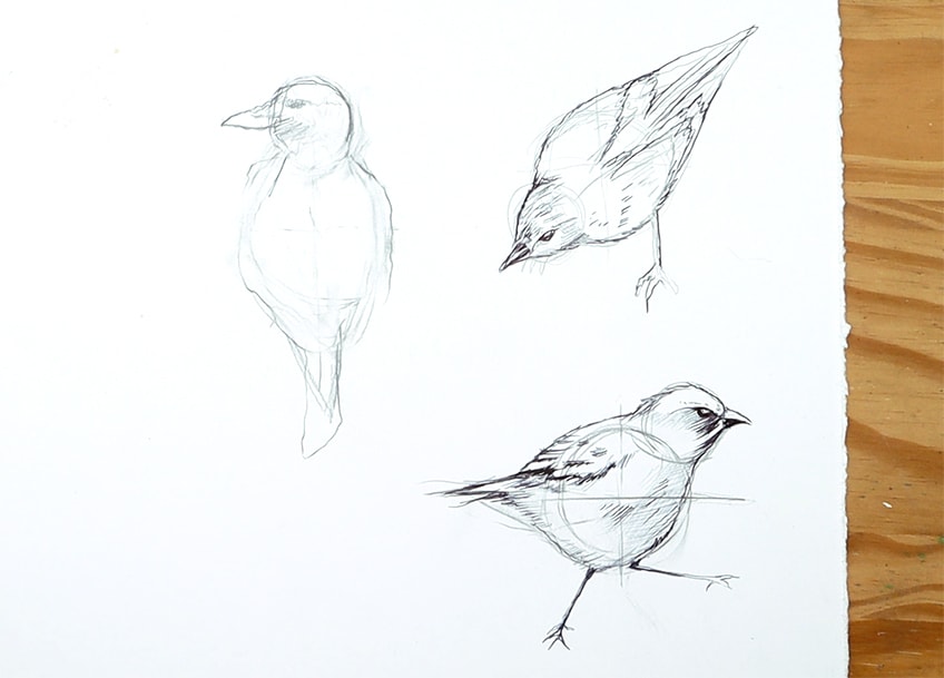 drawing birds 27