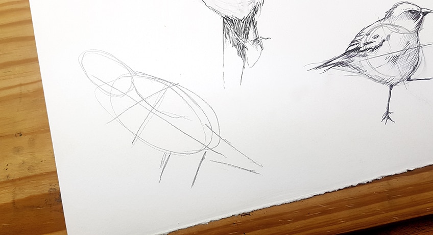 drawing birds 31