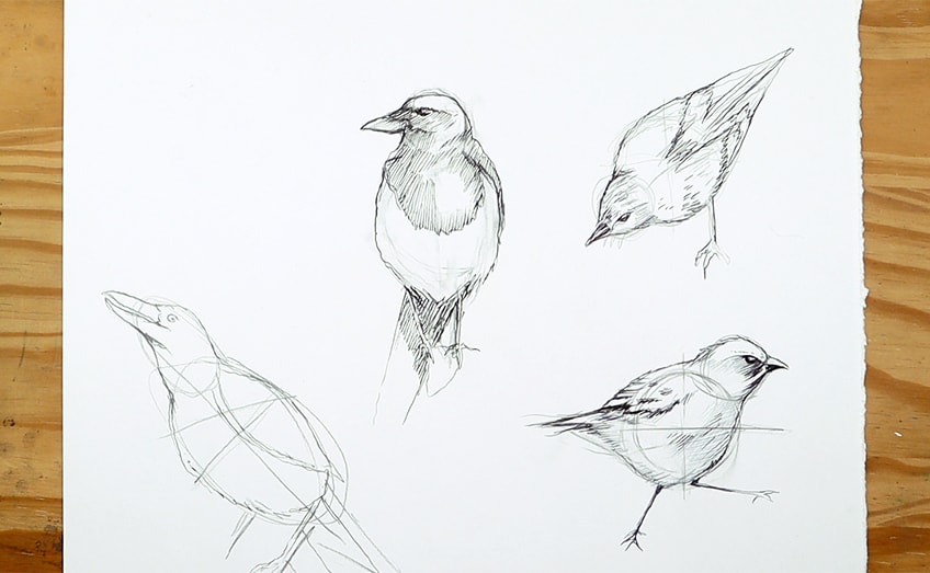 drawing birds 33