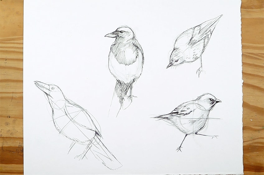 drawing birds 34