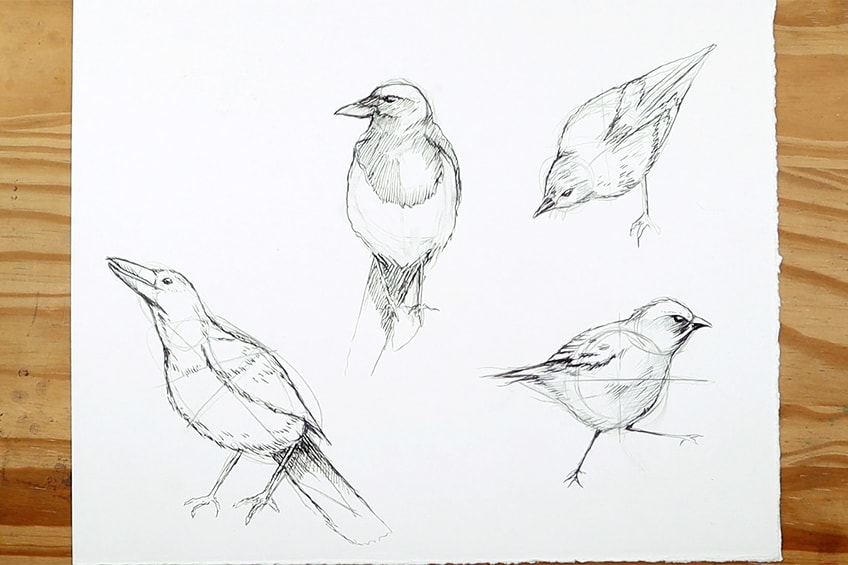 drawing birds 35