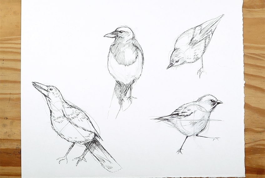 drawing birds 36