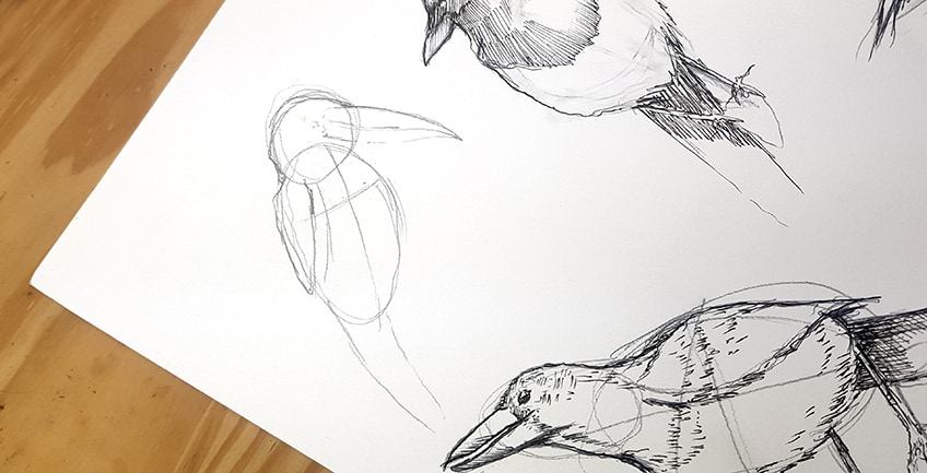 drawing birds 38