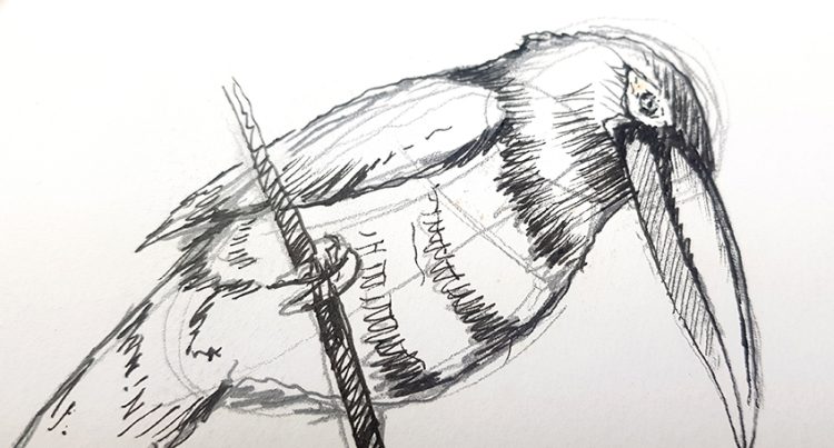 Bird Drawing - An Easy Guide for How to Draw Realistic Birds