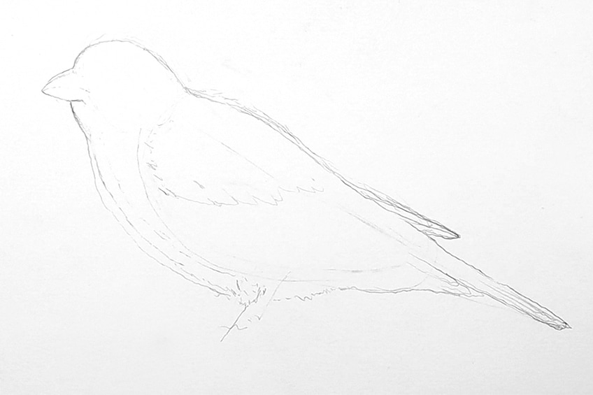 drawing birds 46