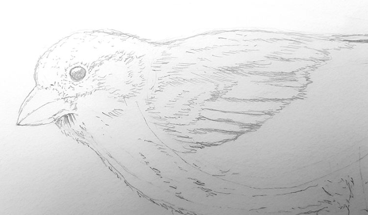 Bird Drawing - An Easy Guide for How to Draw Realistic Birds