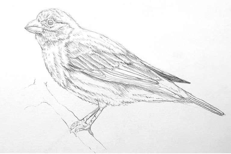 Bird Drawing - An Easy Guide for How to Draw Realistic Birds