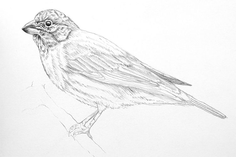 Bird Drawing - An Easy Guide for How to Draw Realistic Birds