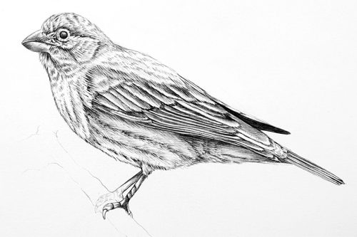 Bird Drawing - An Easy Guide for How to Draw Realistic Birds