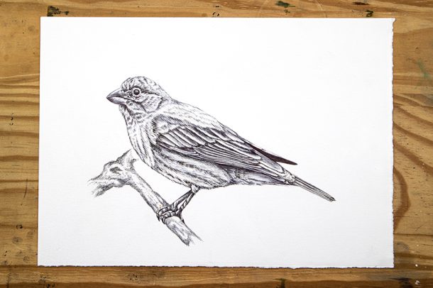 Bird Drawing - An Easy Guide for How to Draw Realistic Birds