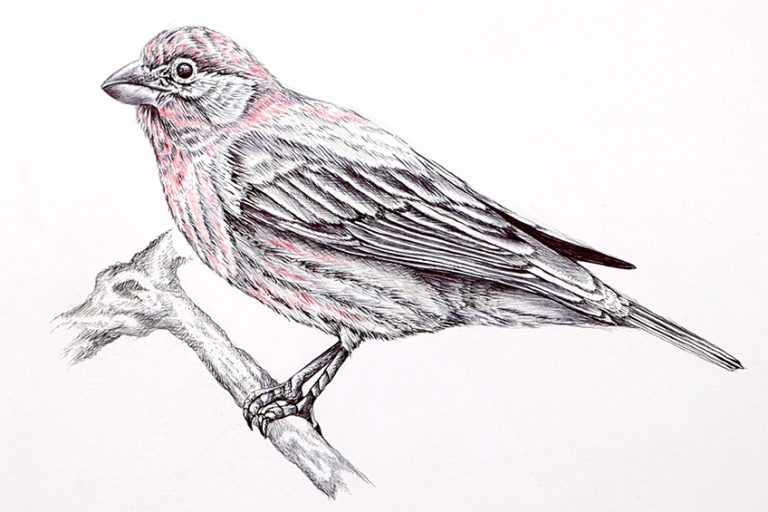 Bird Drawing - An Easy Guide for How to Draw Realistic Birds