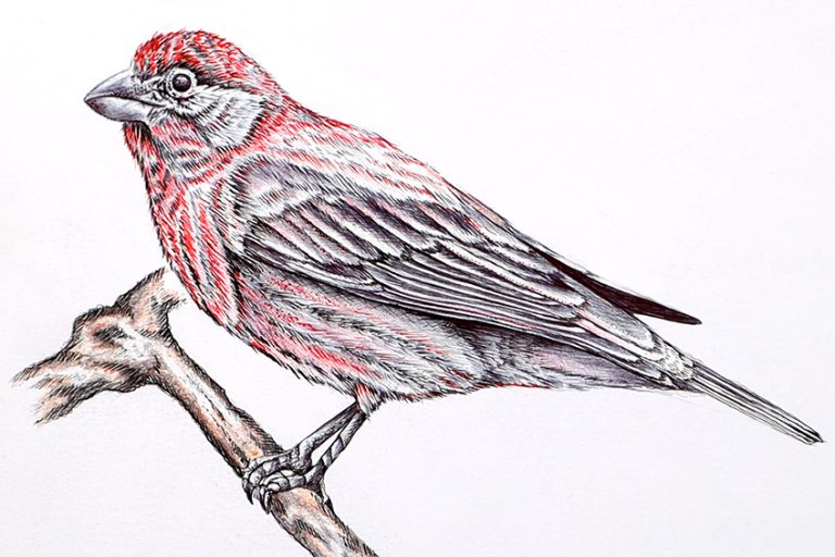 Bird Drawing - An Easy Guide for How to Draw Realistic Birds