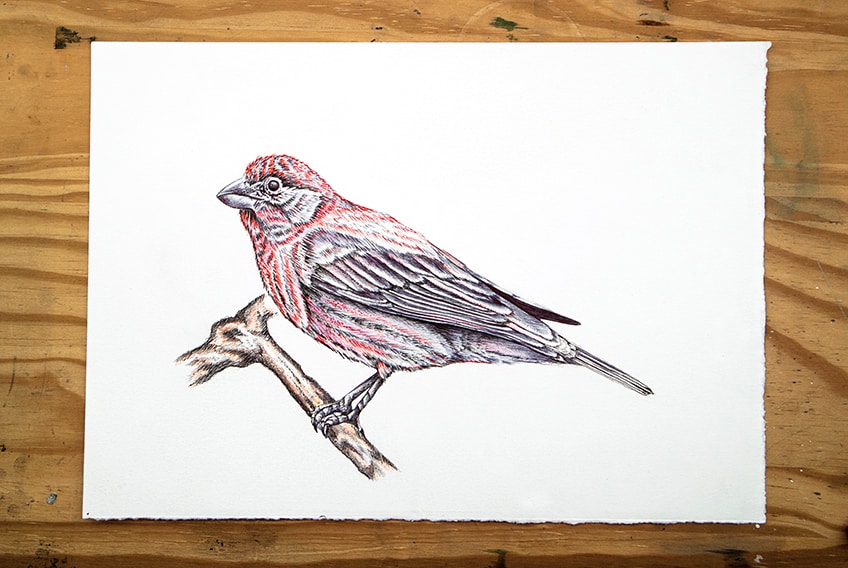 Birdhism - I can draw realistic birds too...! | Facebook