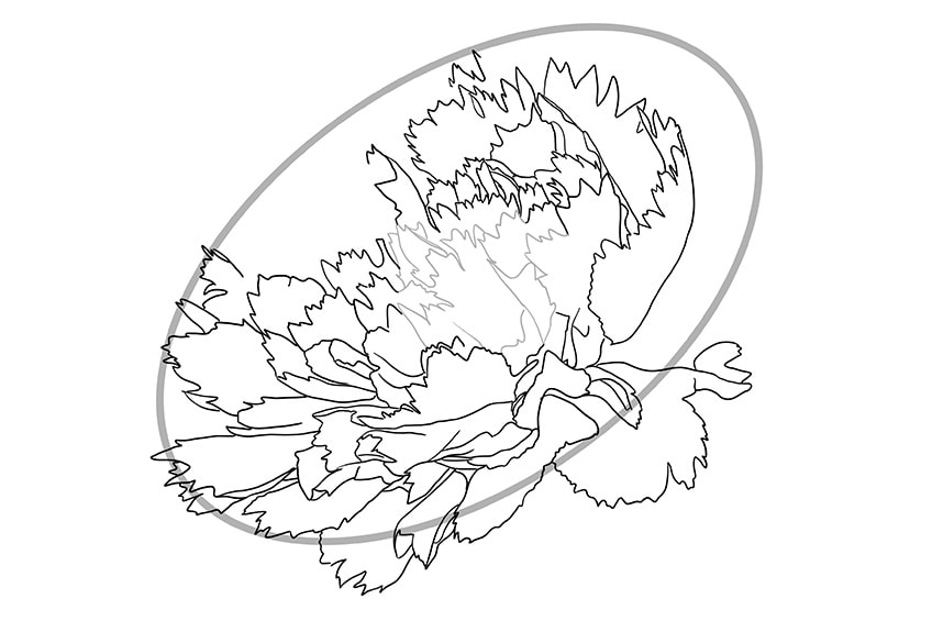 Carnation Flower Drawing 03