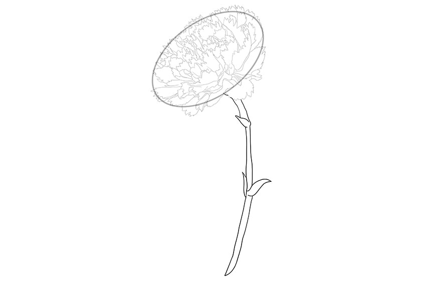 Carnation Flower Drawing 05