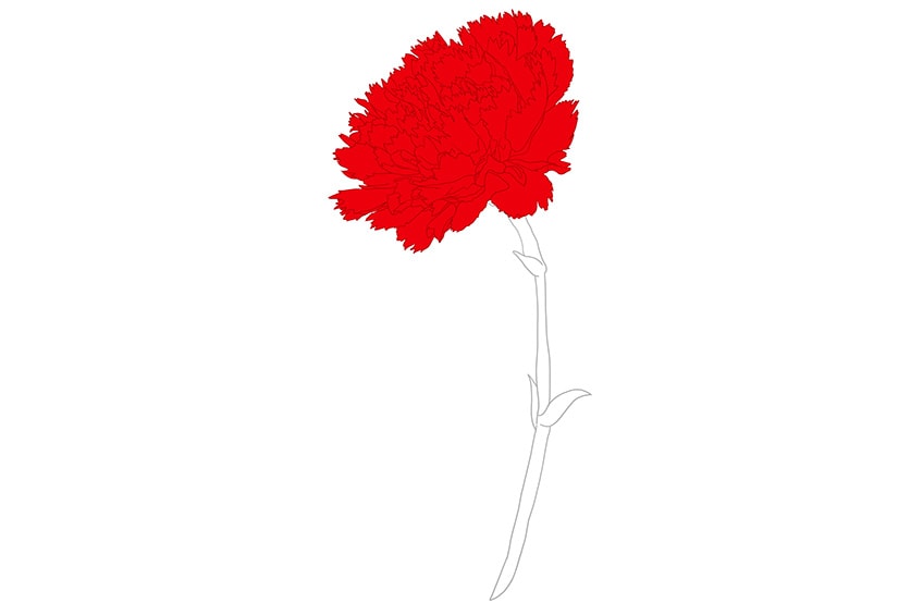 Carnation Flower Drawing 06