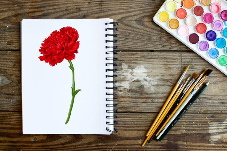 How to Draw a Carnation Flower – An Easy Carnation Sketch
