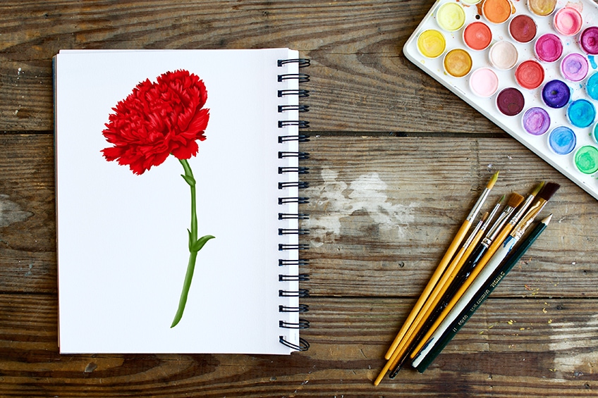 Carnation Flower Vector Illustration In Simple Minimal Continuous Outline  Line Style Nature Blossom Art For Floral Botanical Design Isolated On White  Background Stock Illustration - Download Image Now - iStock