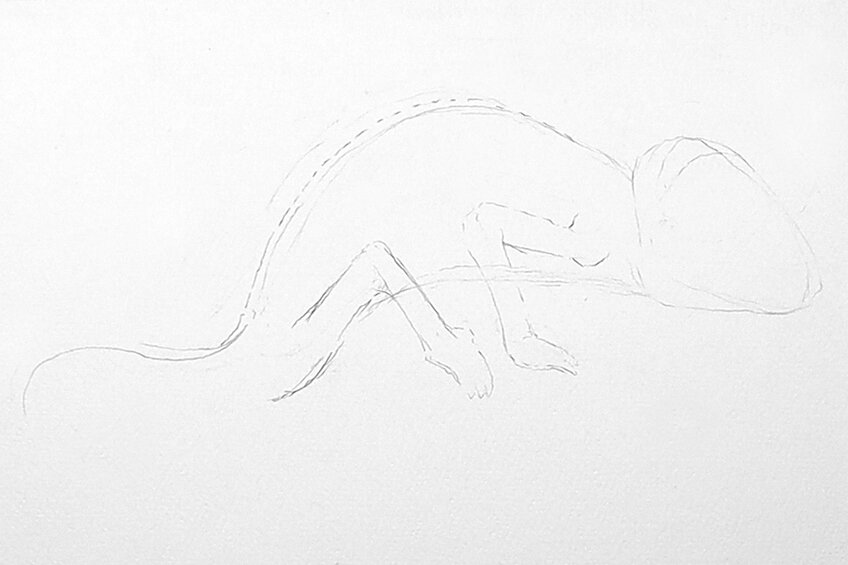 chameleon drawing 02
