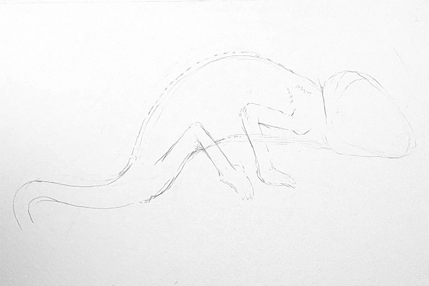 chameleon drawing 03