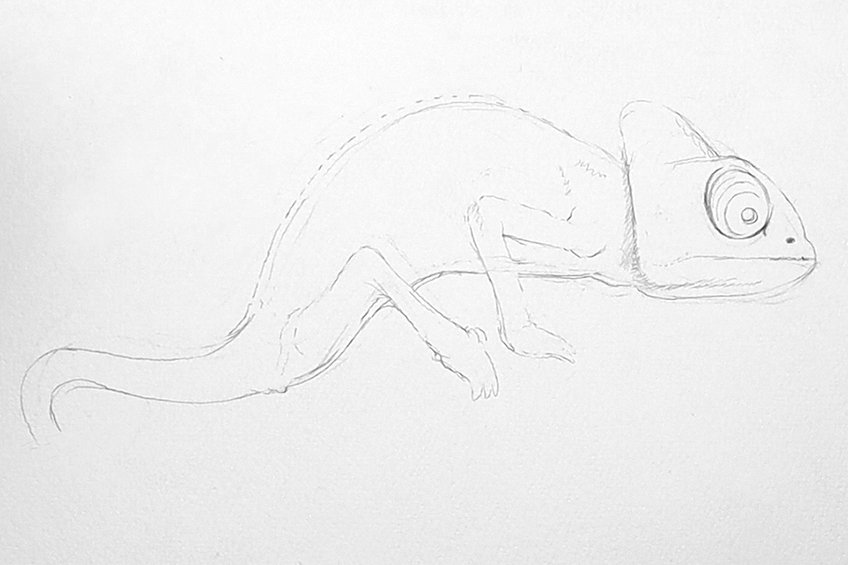 chameleon drawing 05