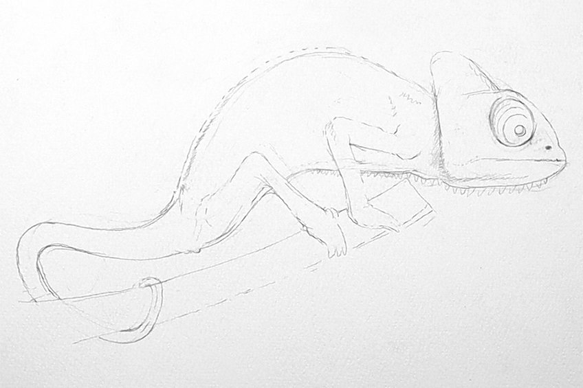 chameleon drawing 07