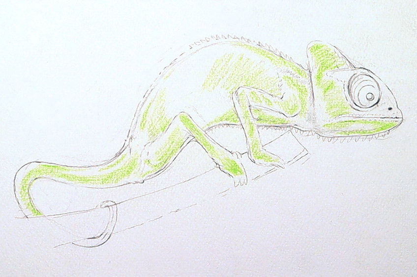 chameleon drawing 12