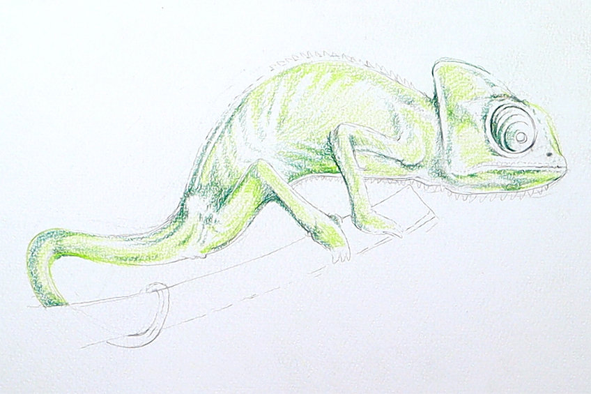 chameleon drawing 17