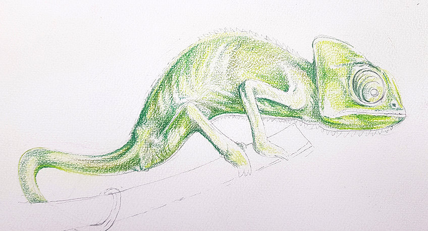 chameleon drawing 20