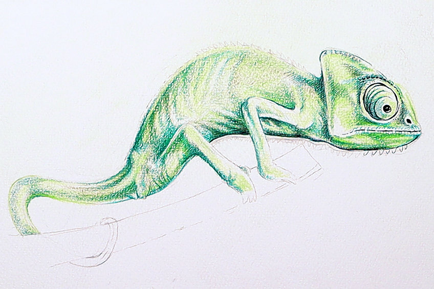 chameleon drawing 26